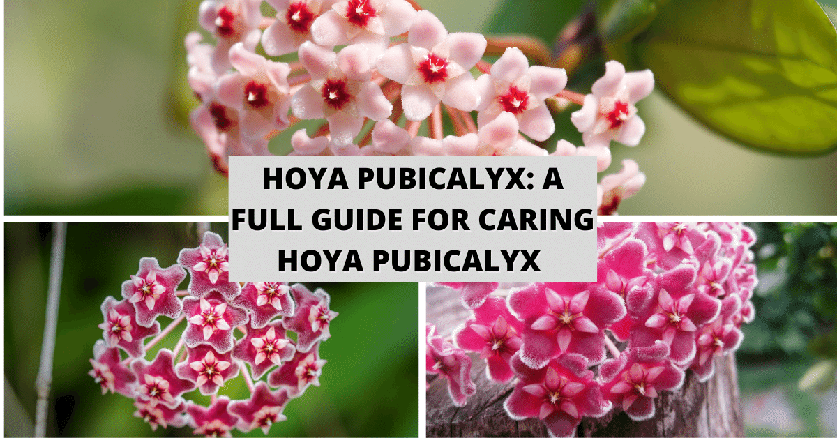Hoya Pubicalyx A Full Guide For Caring Hoya Pubicalyx