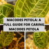 Macodes Petola A Full Guide For Caring Macodes Petola