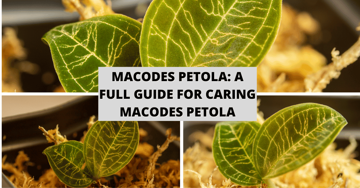 Macodes Petola A Full Guide For Caring Macodes Petola