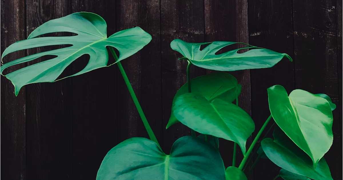 Monstera Borsigiana Monstera Borsigiana