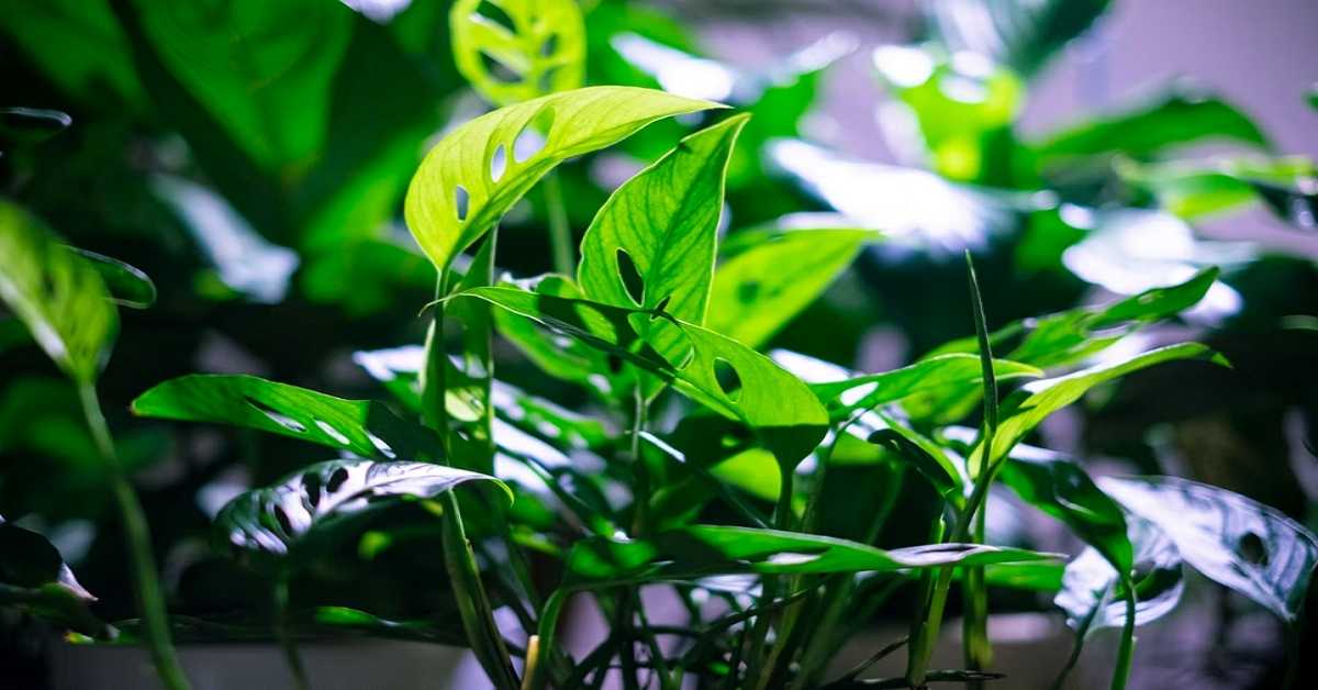 Monstera Borsigiana Monstera Borsigiana