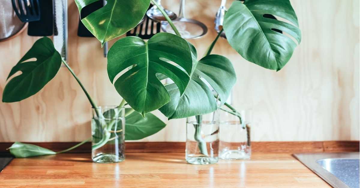 Monstera Borsigiana Monstera Borsigiana