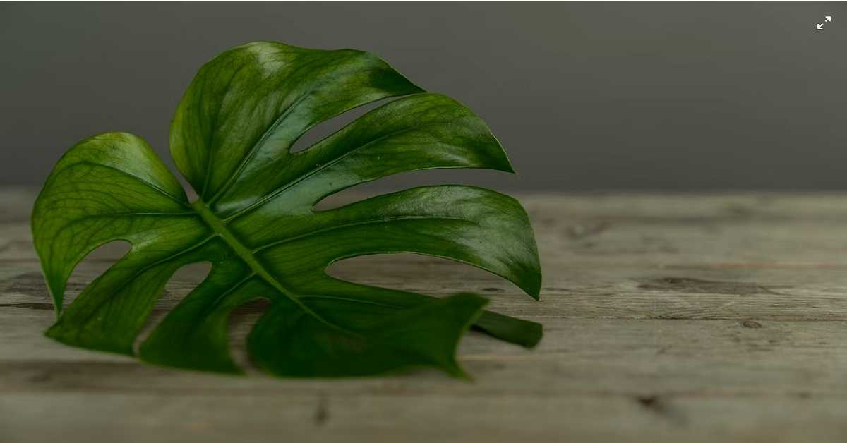 Monstera Borsigiana Monstera Borsigiana