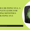 Monstera Siltepecana A Complete Guide For Caring Monstera Siltepecana