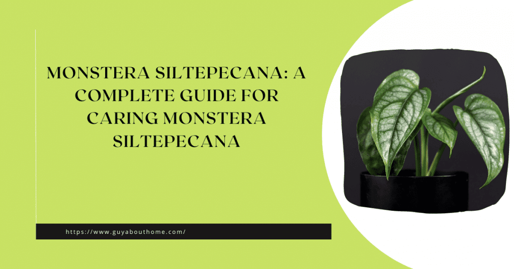 Monstera Siltepecana A Complete Guide For Caring Monstera Siltepecana