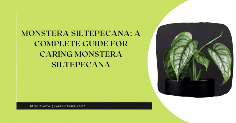 Monstera Siltepecana A Complete Guide For Caring Monstera Siltepecana