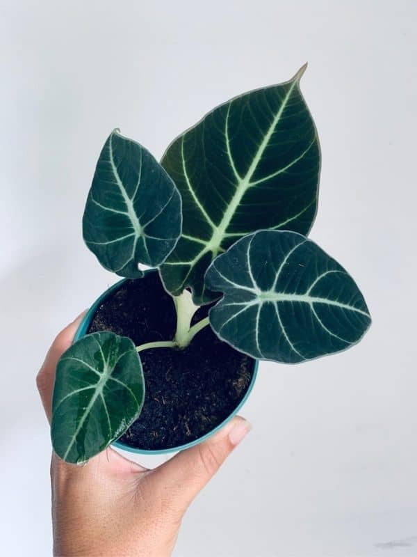 Alocasia Black velvet