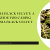 Alocasia Black Velvet A Full Guide For Caring Alocasia Black Velvet