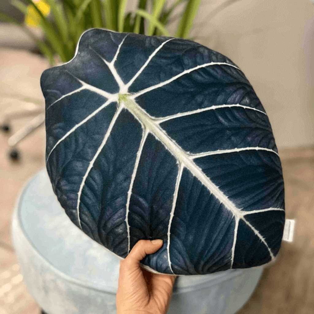 alocasia Black Velvet alocasia Black Velvet