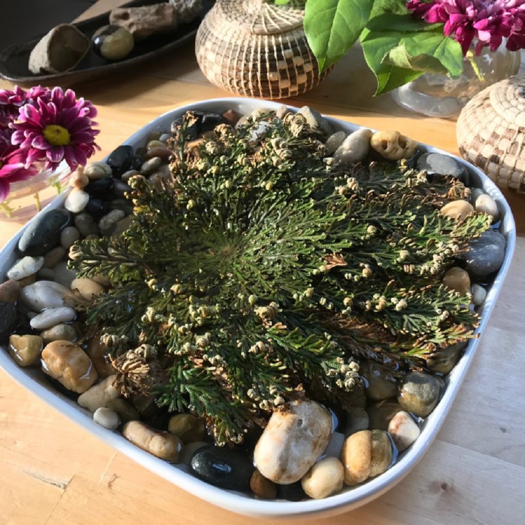 How To Care For A Rose Of Jericho? Rose of JerichoRose of Jericho