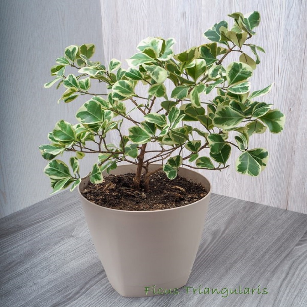 Ficus Triangularis plant