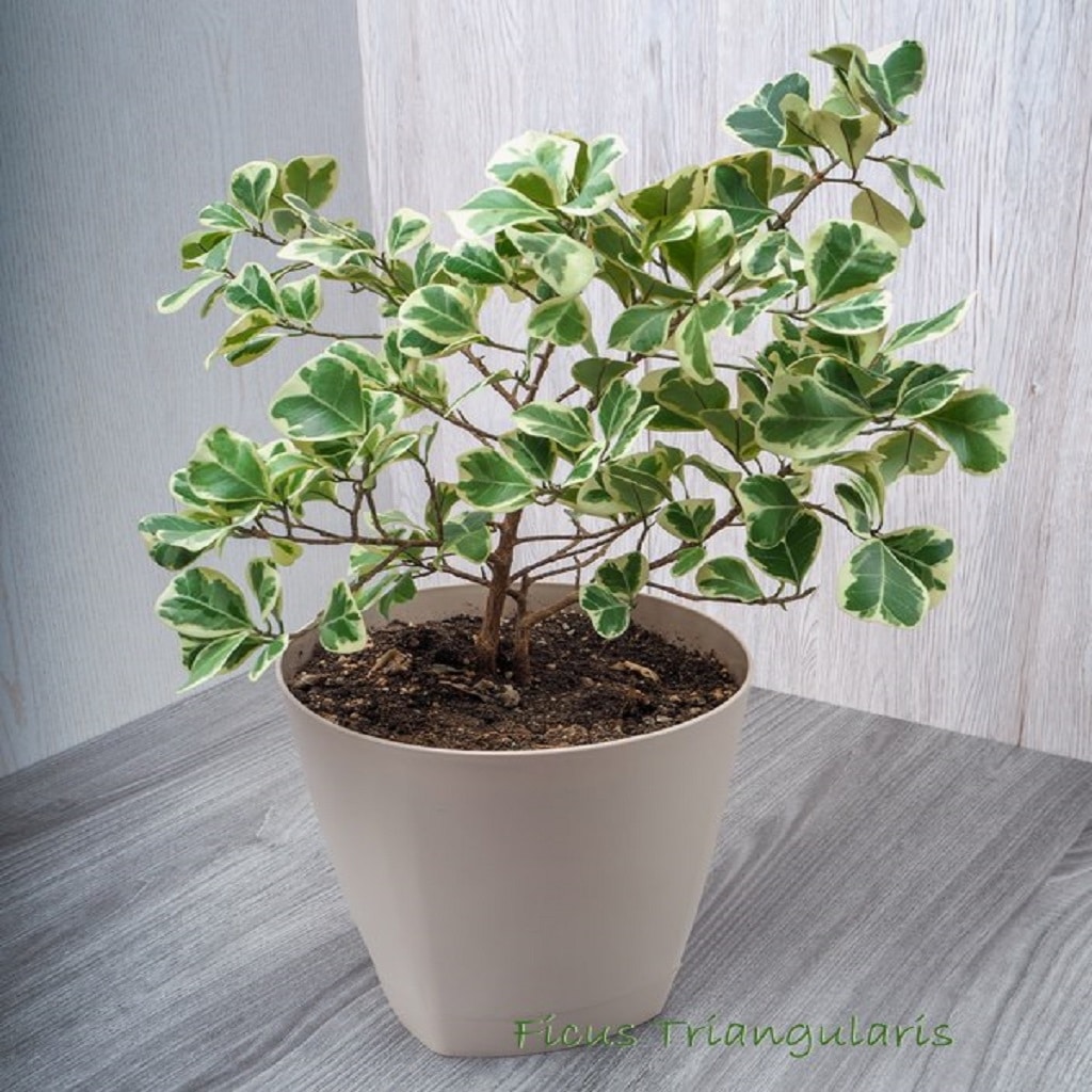 Ficus Triangularis plant Ficus Triangularis plant