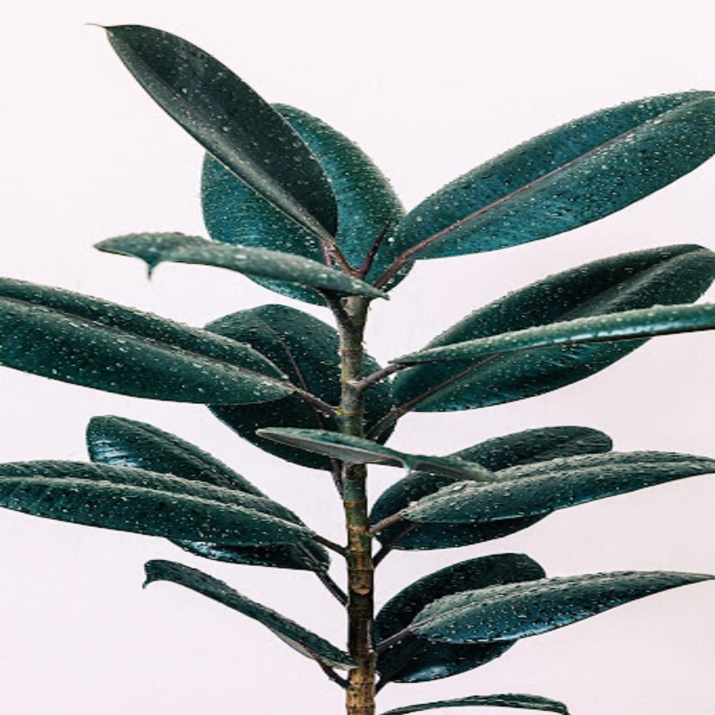 Ficus Traingularis Ficus Triangularis