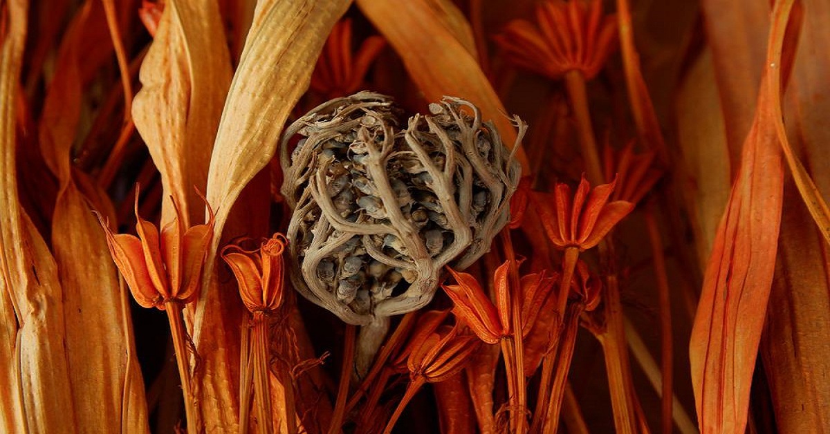 How To Propagate Rose Of Jericho? How To Propagate Rose Of Jericho?