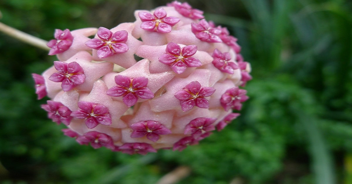 Hoya Pubicalyx Hoya Pubicalyx