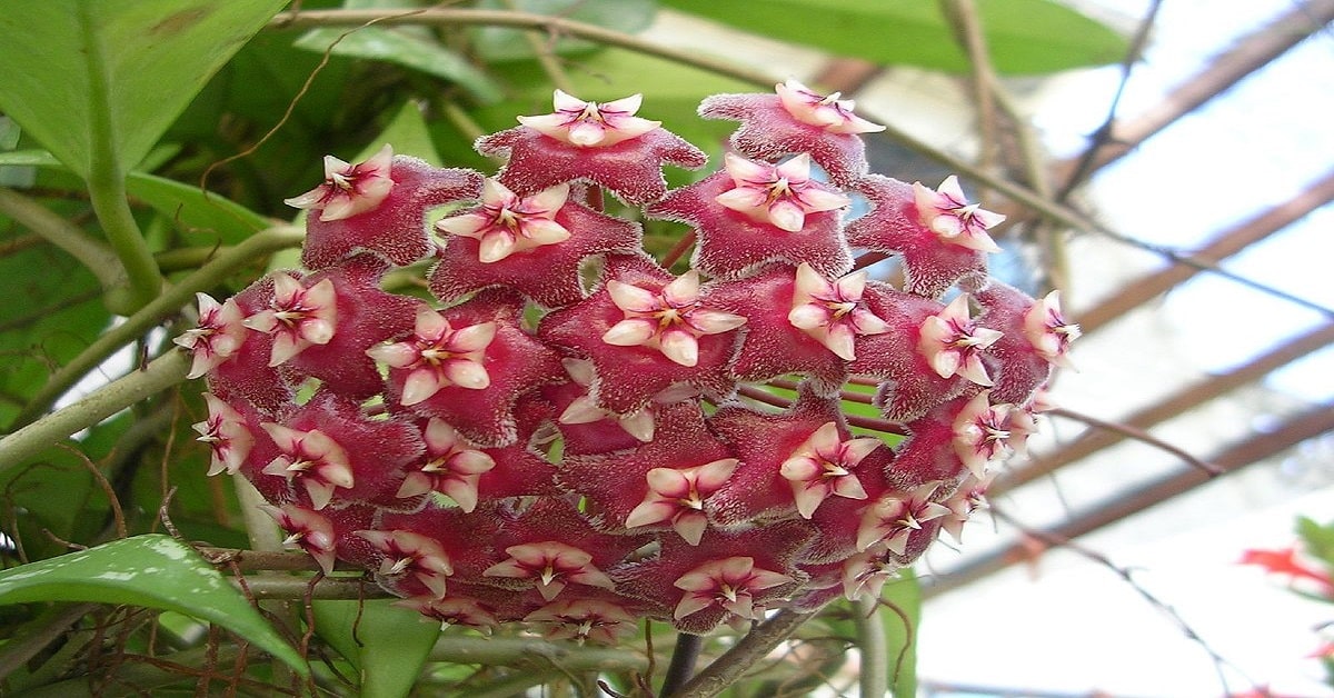 Hoya Pubicalyx Hoya Pubicalyx