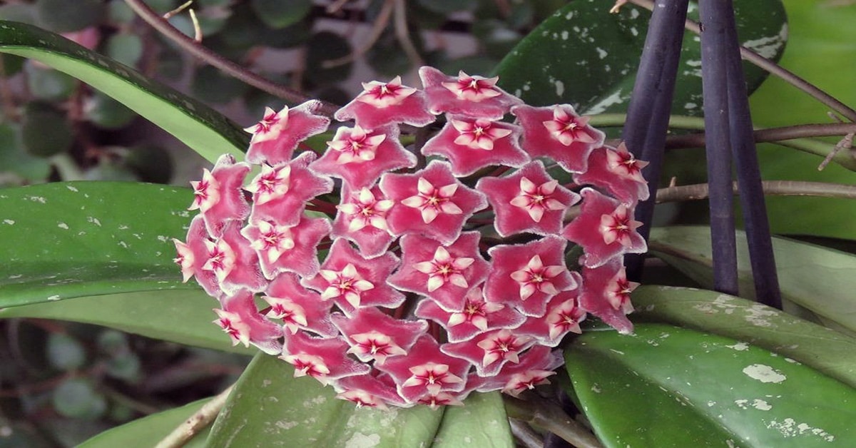 Hoya Pubicalyx Hoya Pubicalyx