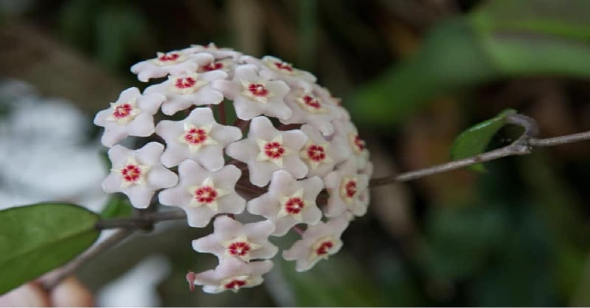 Hoya Pubicalyx Hoya Pubicalyx