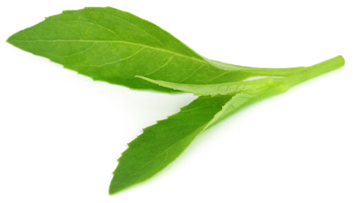 Longevity spinach Leaves