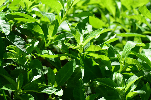 Longevity spinach plants 