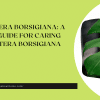 Monstera Borsigiana A Full Guide For Caring Monstera Borsigiana