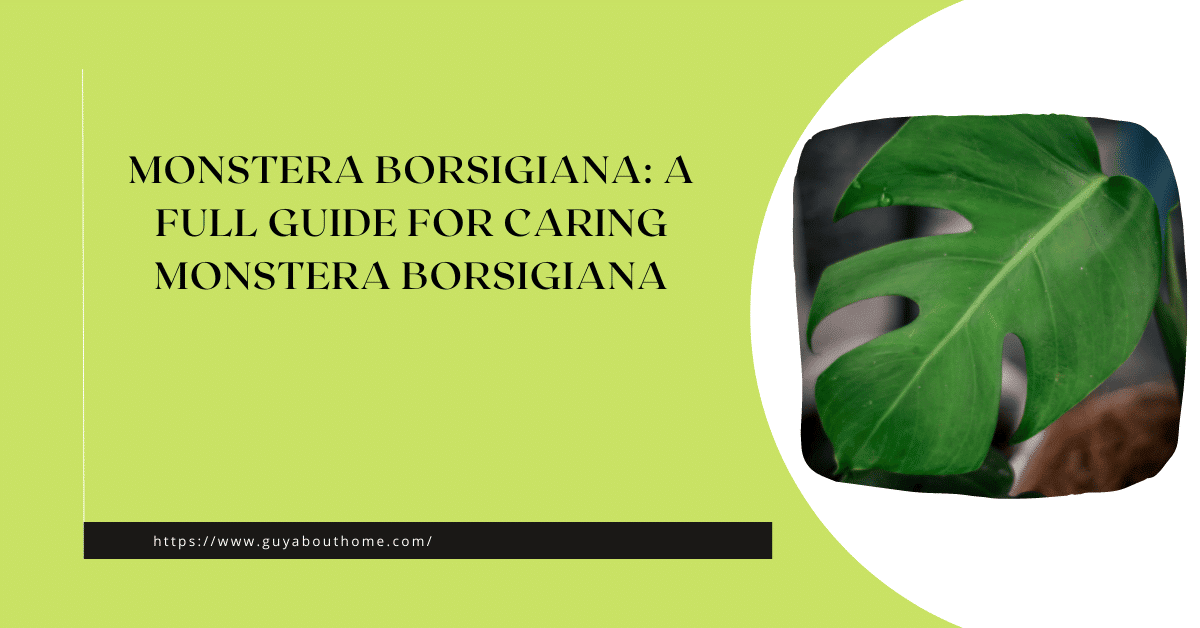 Monstera Borsigiana A Full Guide For Caring Monstera Borsigiana