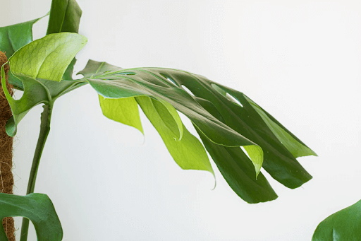 Monstera Borsigiana Leaves