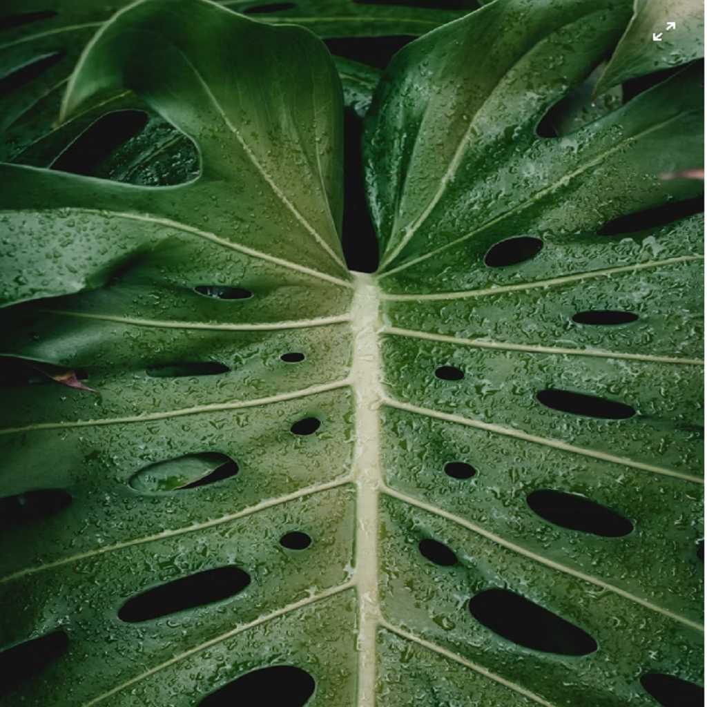 Monstera Borsigiana Monstera Borsigiana