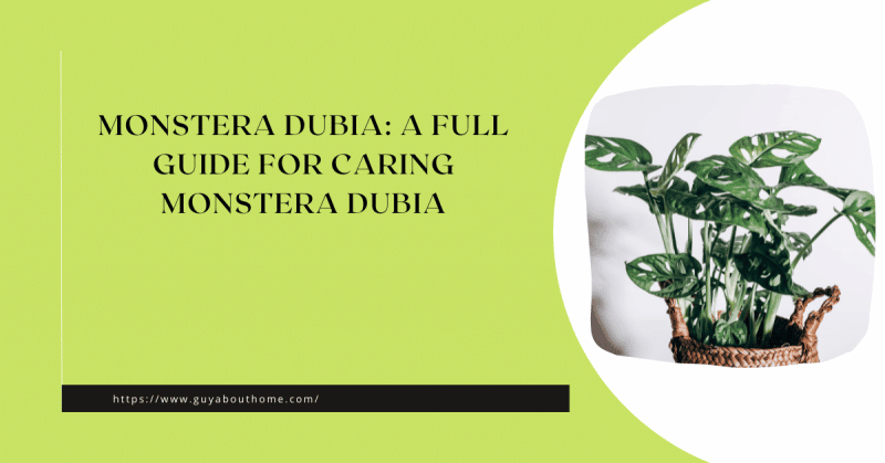 Monstera Dubia: A Full Guide For Caring Monstera Dubia