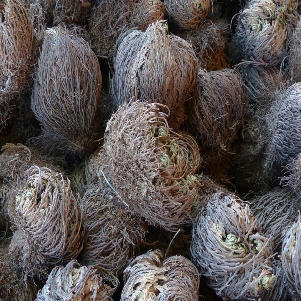 What Is Rose Of Jericho? What Is Rose Of Jericho?