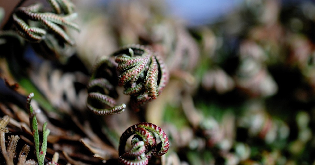 Rose Of Jericho Rose Of Jericho
