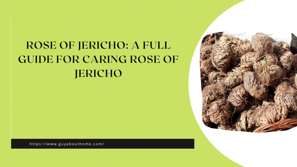 Rose of Jericho Tea – Prana by Lana