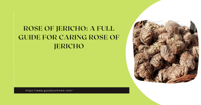 Rose of Jericho: A Full Guide For Caring Rose of Jericho