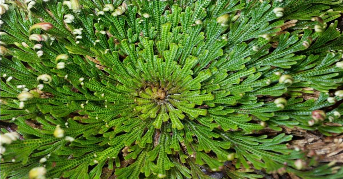 Rose of jericho Rose of jericho