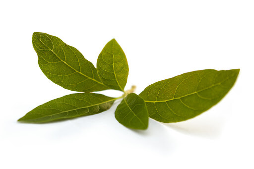 Spinach leaves Spinach leaves