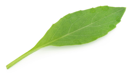 Spinach Spinach