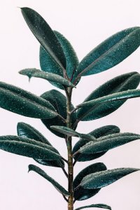 Ficus Triangularis