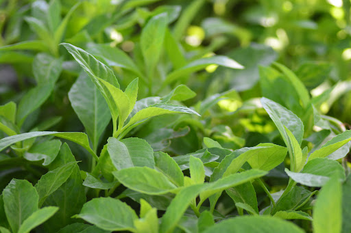 Longevity spinach plant