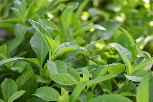 Longevity spinach plant Longevity spinach plant