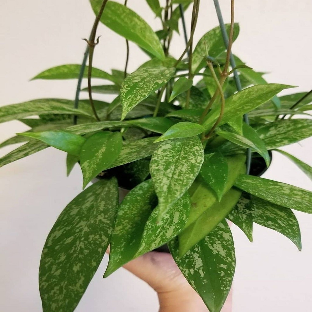 Water Propagation Water Propagation