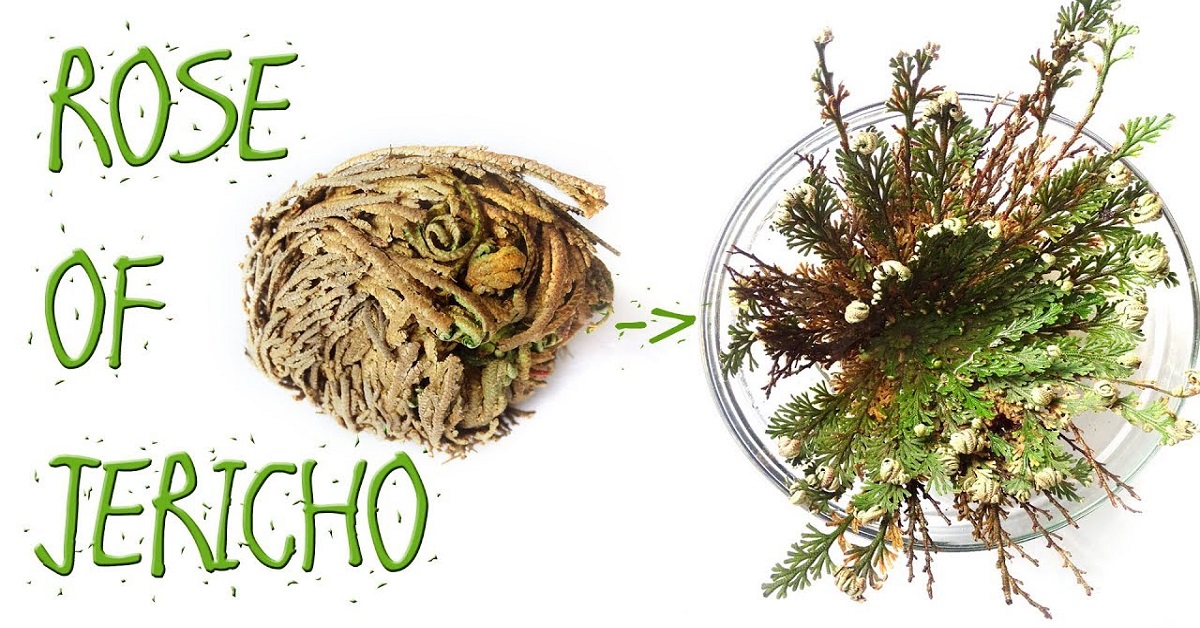 What Is Rose Of Jericho Used For?
