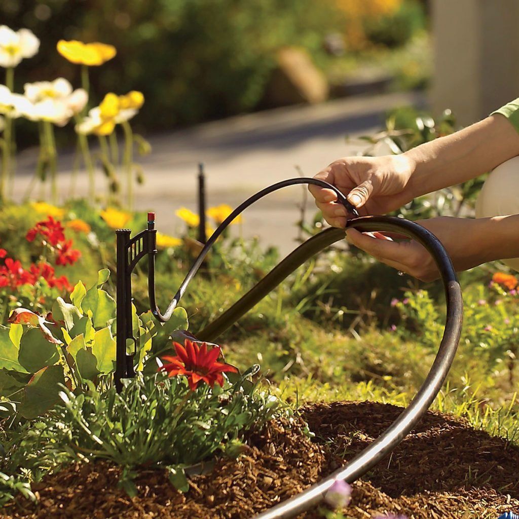 An irrigation system is essential.