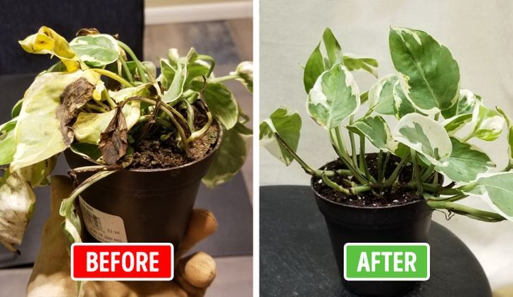 How to Care For Plants in Extreme Heat