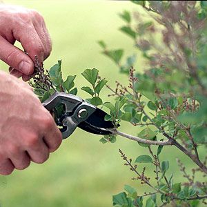 Pruning and Fertilizing