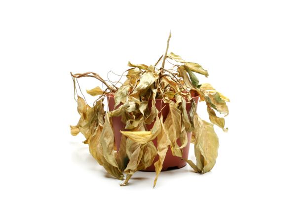 What Happens to Plants in Extreme Heat