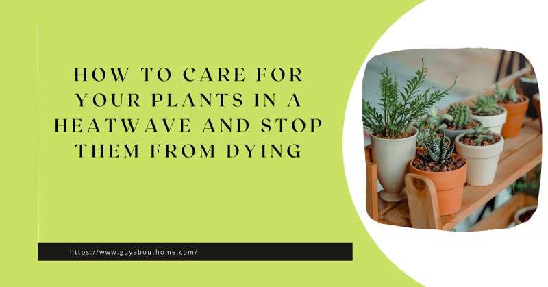 How to Care For Your Plants in a Heatwave and Stop Them From Dying