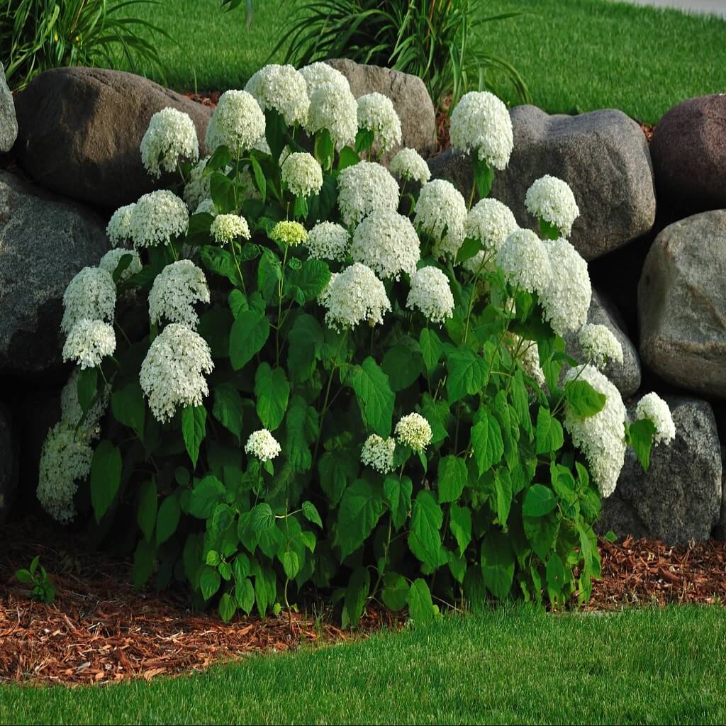 Landscape Idea With Big Rocks Landscape Idea With Big Rocks