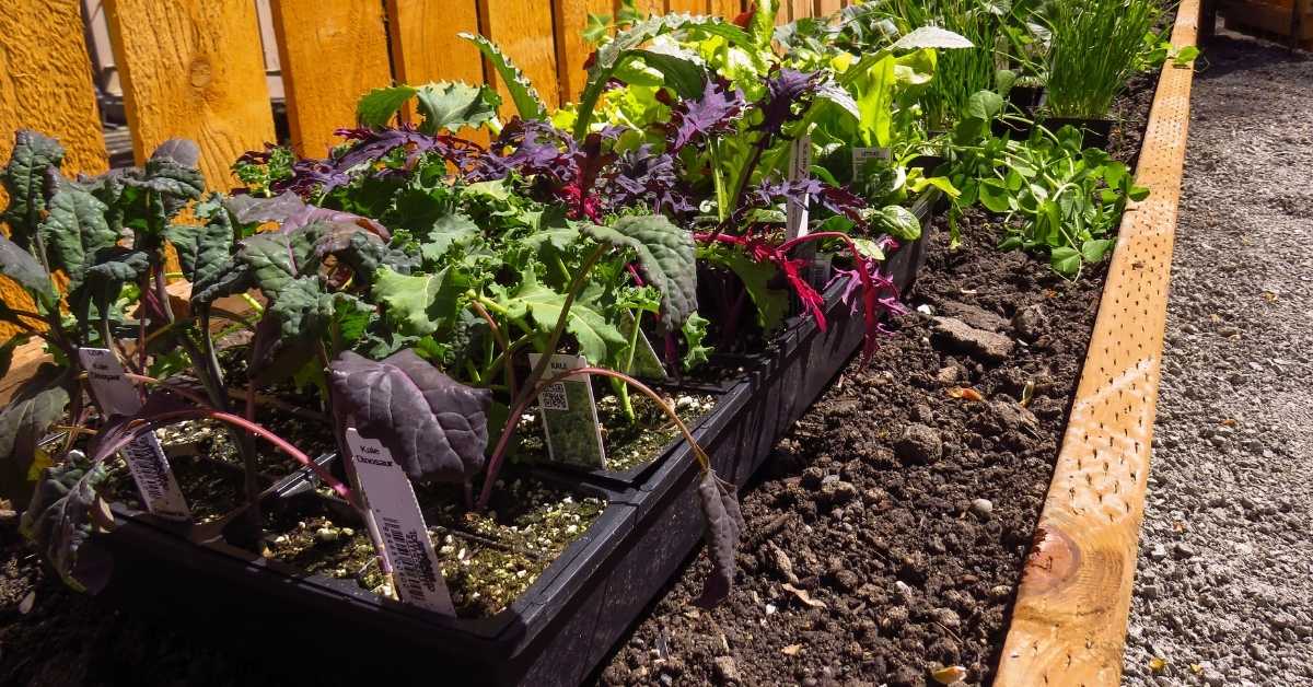 raised garden beds raised garden beds