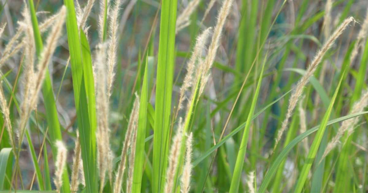 replace with long weeds replace with long weeds