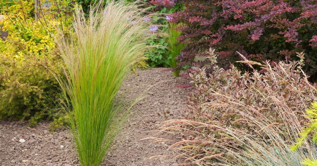 tough arid-resistant planting tough arid-resistant planting